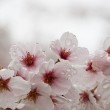 丸山公園　桜　雨